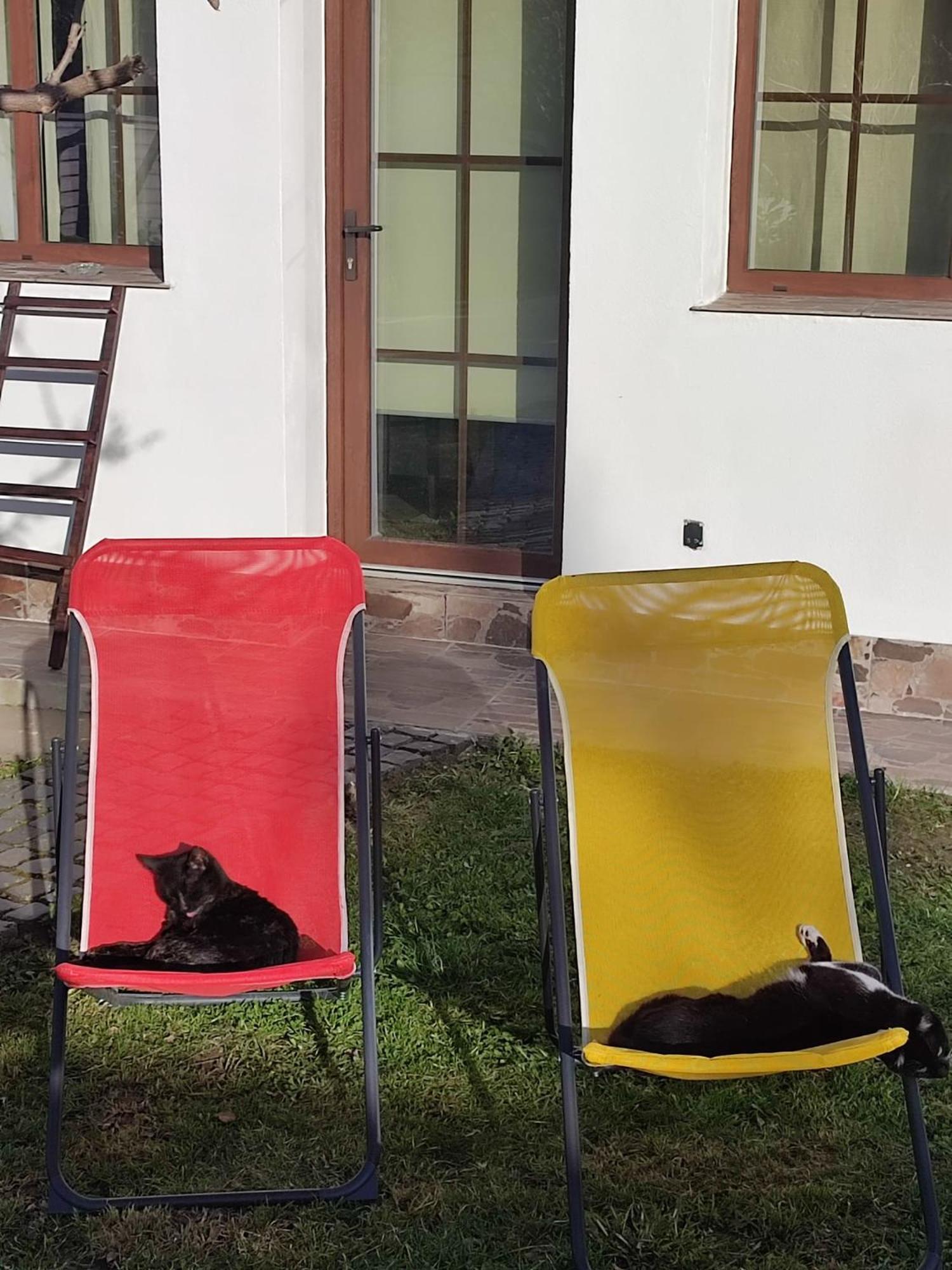 Courtyard Studio Oradea Eksteriør bilde